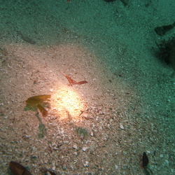 Emily_Diving_the_Crab